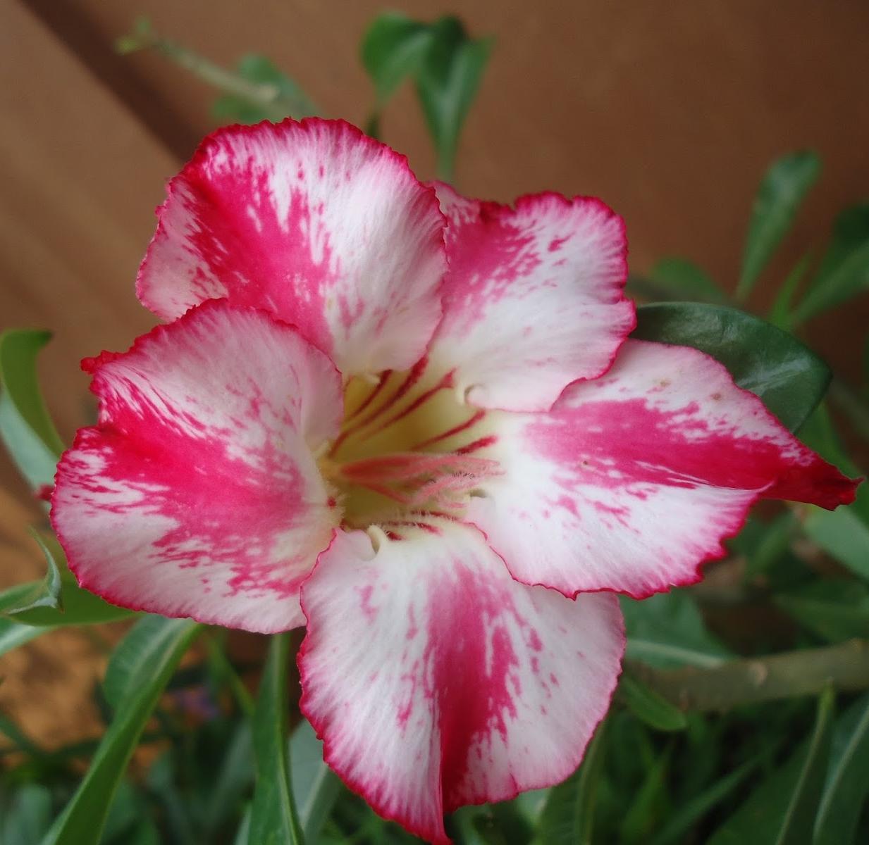 Adenium Obesum Desert Rose Cynthia