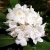   Rhododendron maximum