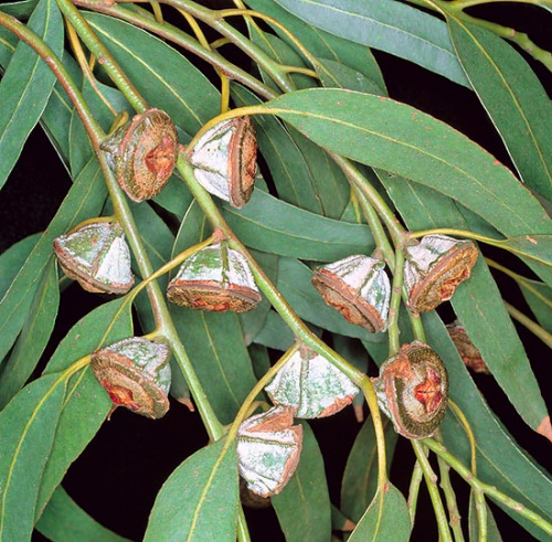Eucalyptus GLOBULUS ()
